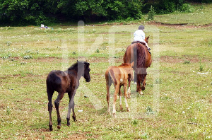 そざい畑,素材畑,馬の親子と小さな子