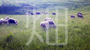 そざい畑,素材畑,スイスの羊達