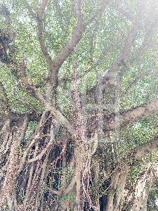 そざい畑,素材畑,沖縄の木